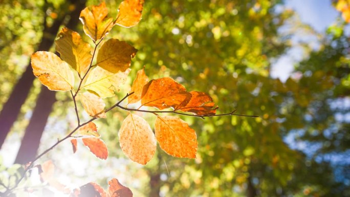 树枝的特写，橙色的叶子在淡淡的秋风中轻轻摆动