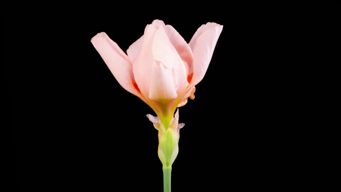 盛开的粉红色鸢尾花