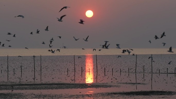 一群海鸥在傍晚的夕阳中飞翔。