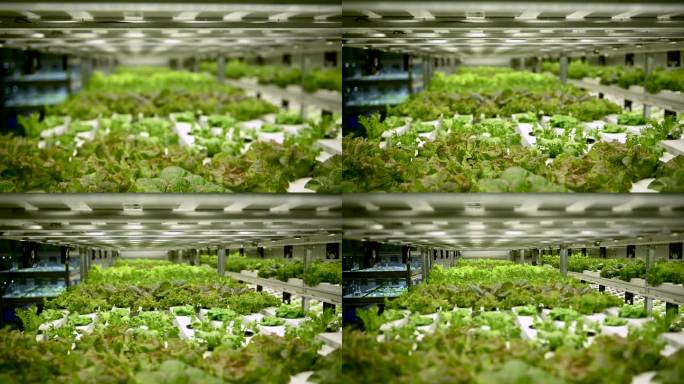农业综合农户和水培农业的概念，沙拉水培蔬菜产品生产和控制的技术为温室水培农场。