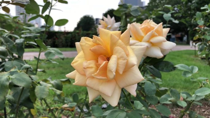 玫瑰园里的淡黄色玫瑰