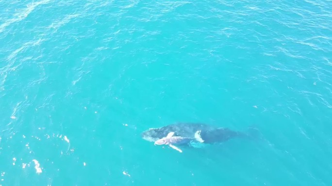 鸟瞰蓝鲸和白鲨在宁静的水中游泳