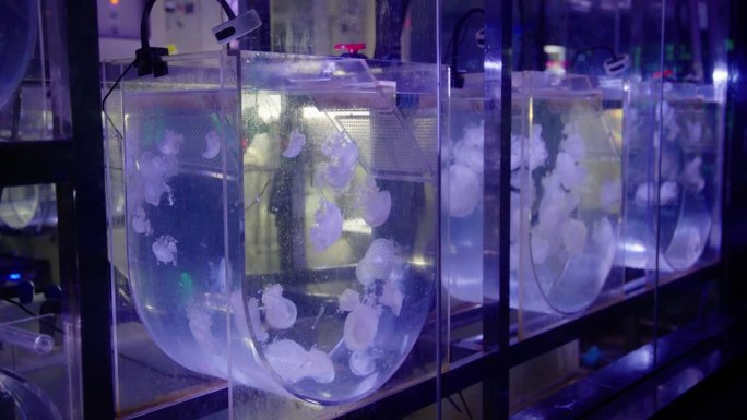 水族馆养殖的水母水族馆养殖的水母