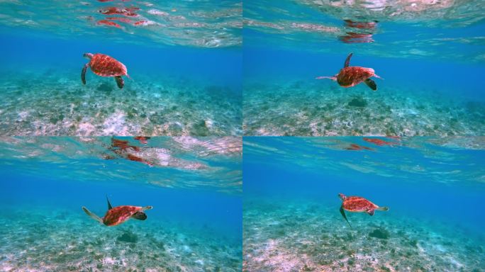 野生动物海龟在蓝水海洋中游泳。美丽的绿海龟在户外海洋国家公园。在Coast Sun Clear查看C