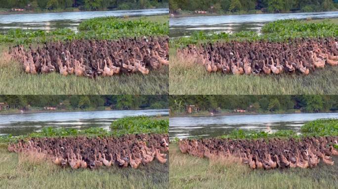 鸭子放牧的镜头。一大群鸭子在池塘里走来走去，扑扇翅膀。鸭养殖