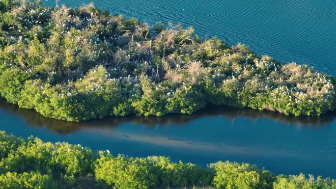 鸟瞰自然栖息地的野生动物。南佛罗里达湿地有许多白鹭和苍鹭野生鸟类在海湾水域之间的绿色灌木上