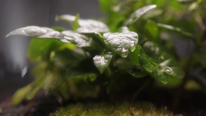 小多肉植物和苔藓生长在一个罐子极端特写。树叶背景上的水滴