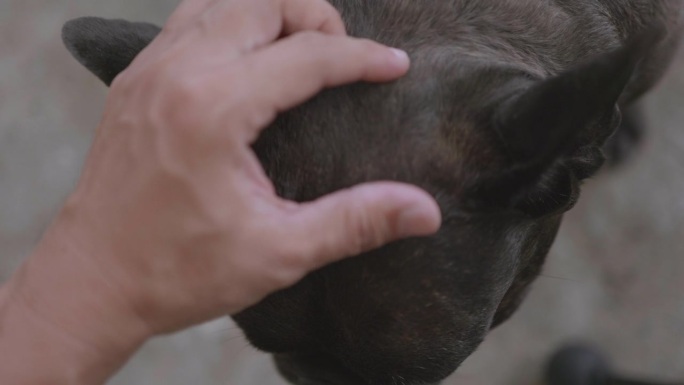 近距离的亚洲男子的手触摸黑色法国斗牛犬在家里。