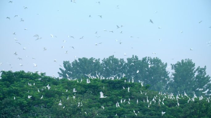 八里河生态湿地鸟岛