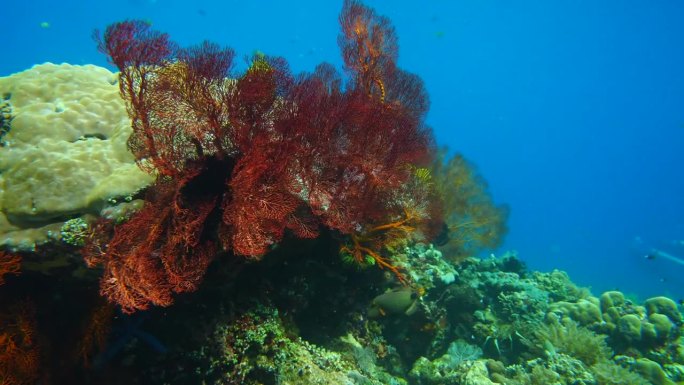 色彩斑斓的海珊瑚深海视频素材遨游