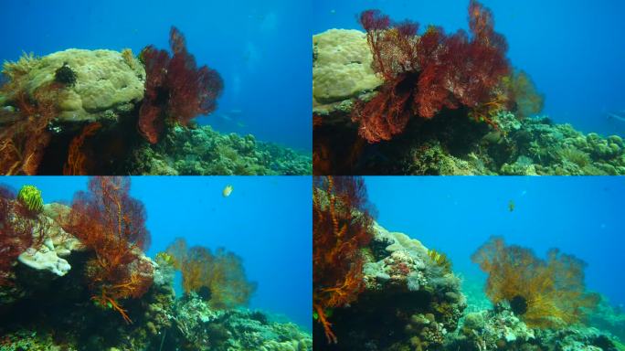 色彩斑斓的海珊瑚深海视频素材遨游