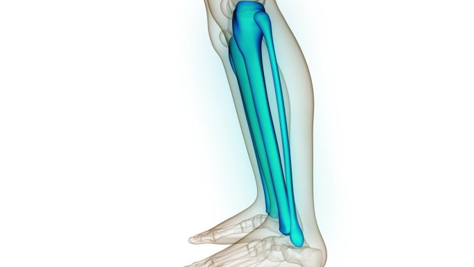 人体骨骼系统胫骨和腓骨关节解剖动画概念