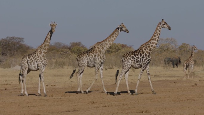 特写侧视图。三只长颈鹿在大象的背景下行走