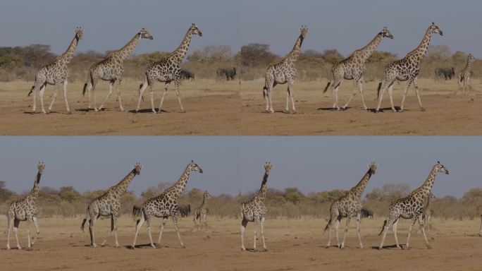 特写侧视图。三只长颈鹿在大象的背景下行走