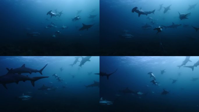 深蓝色的水下背景与鲨鱼。