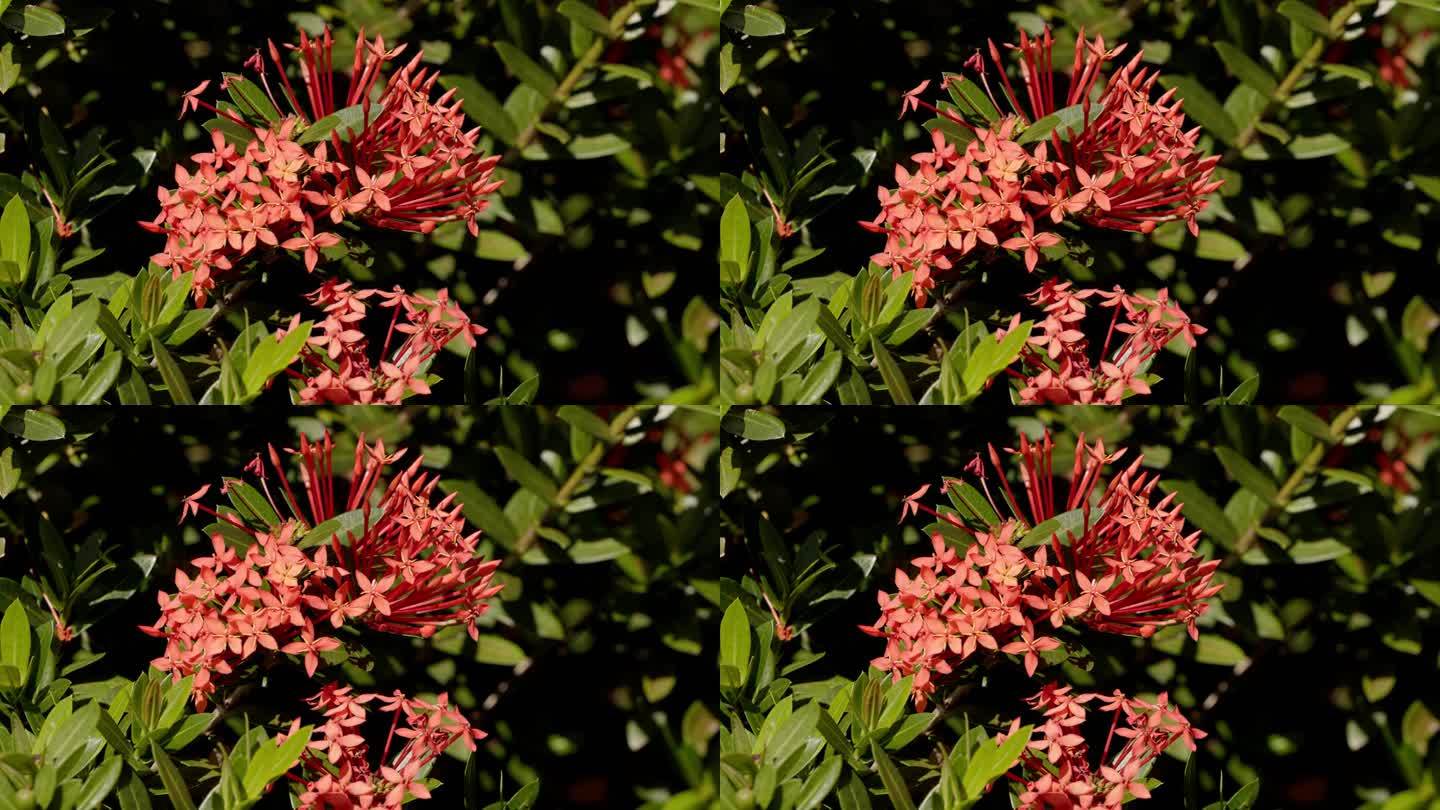 红色丛林火焰植物花