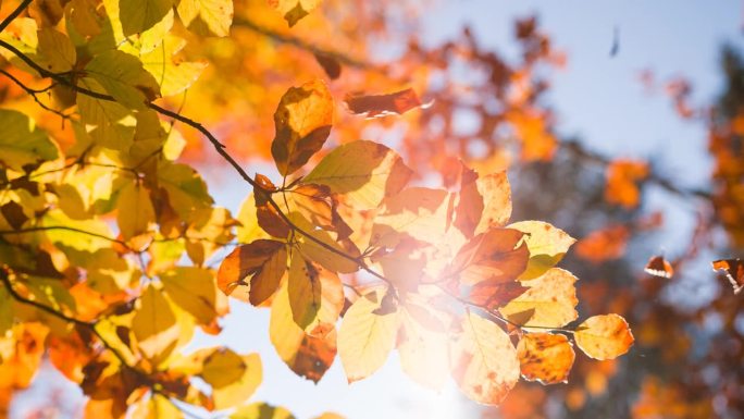 阳光透过五彩缤纷的秋叶