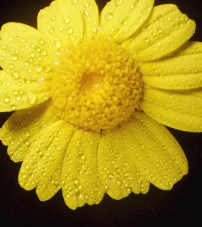 在黑色背景上拍摄的特写镜头中，一朵黄色的水仙花被水滴包围着。垂直视频。