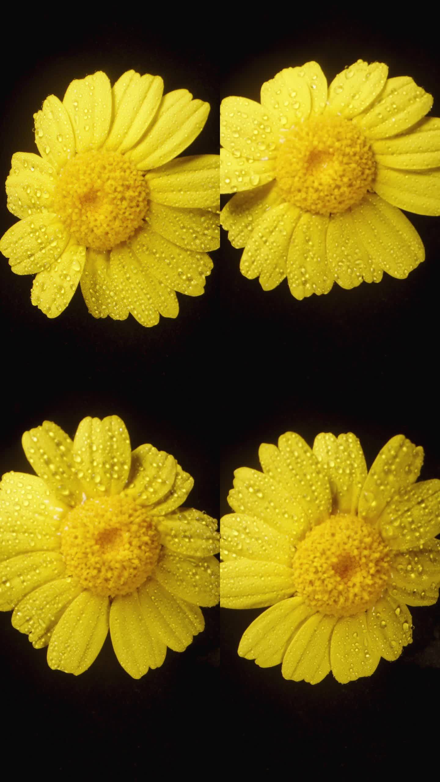 在黑色背景上拍摄的特写镜头中，一朵黄色的水仙花被水滴包围着。垂直视频。