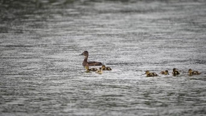加德沃尔鸭妈妈带着小鸡在雨中漂浮在湖面上