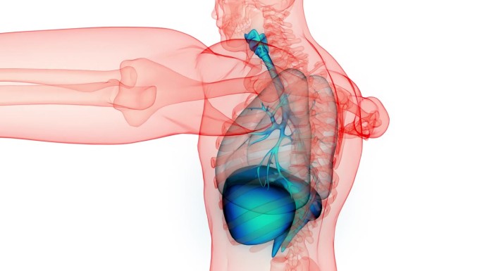 人体呼吸系统肺与膈解剖动画概念