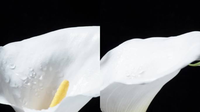 白色的马蹄莲花在黑色的背景上旋转，在特写中被孤立。垂直视频。