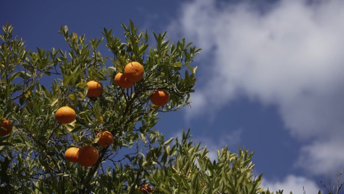 橙色在索勒，马略卡岛，西班牙