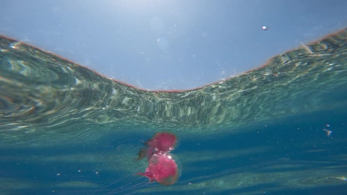 海洋中的粉色水母。珀拉吉娅夜光虫。
