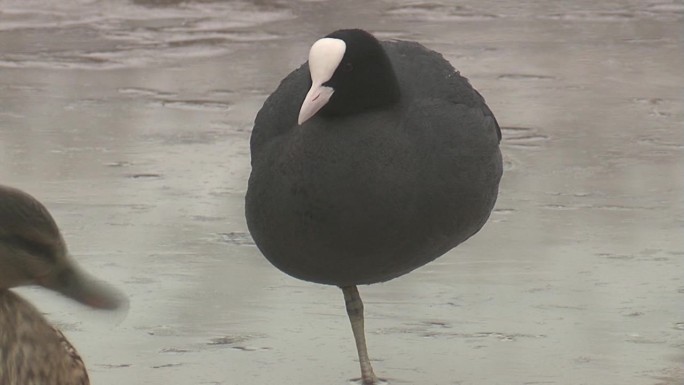 欧亚白骨顶(Fulica atra)和小鸡