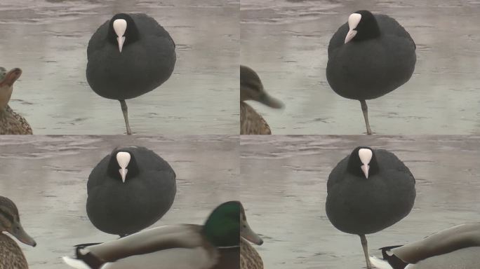 欧亚白骨顶(Fulica atra)和小鸡