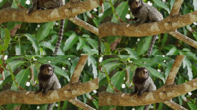 坐在热带森林树枝上的狨猴