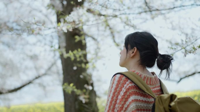 一个旅行者独自走在以樱花为背景的草地上。在假期里感到放松和精神焕发。