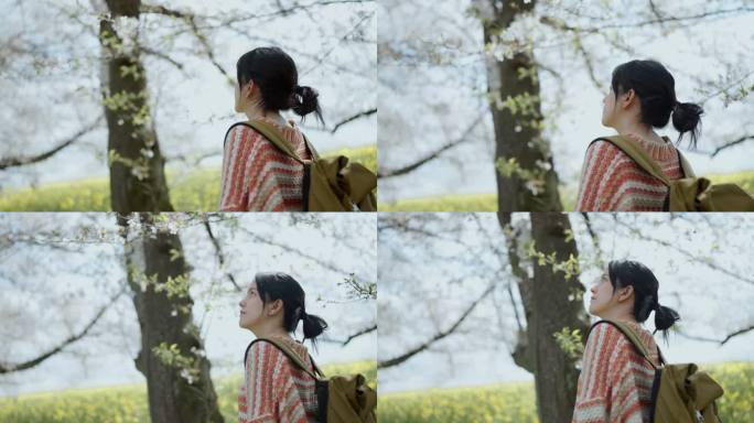 一个旅行者独自走在以樱花为背景的草地上。在假期里感到放松和精神焕发。
