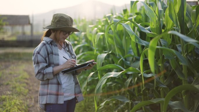 年轻的女农民使用数码平板电脑分析玉米田