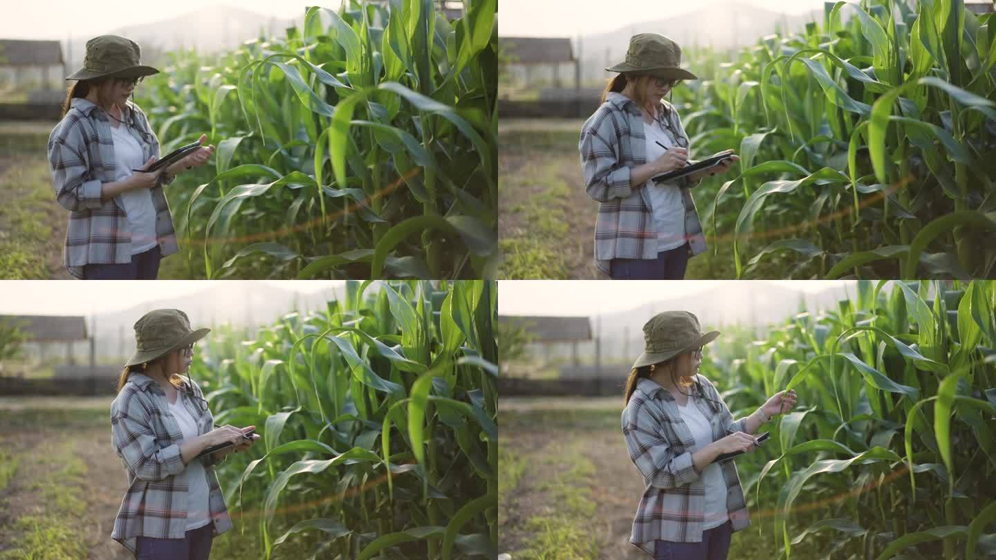 年轻的女农民使用数码平板电脑分析玉米田