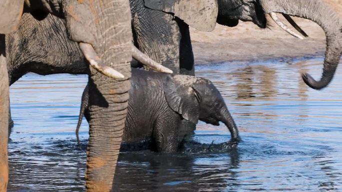 特写镜头。可爱的小象站在妈妈旁边在水坑里玩耍