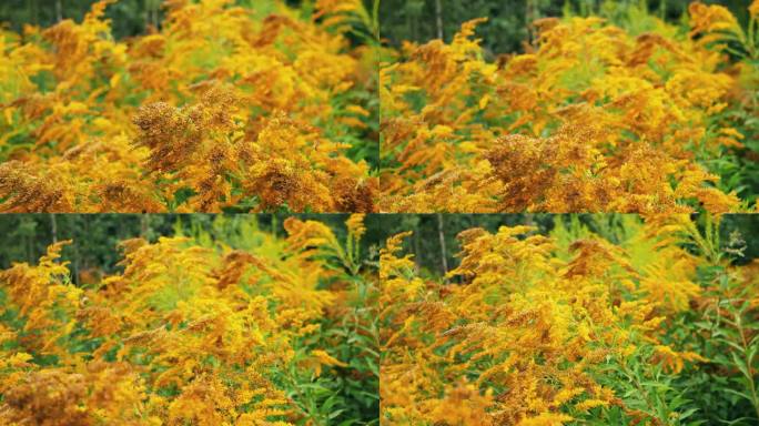 加拿大金菊入侵植物开花吸引黄蜂和苍蝇