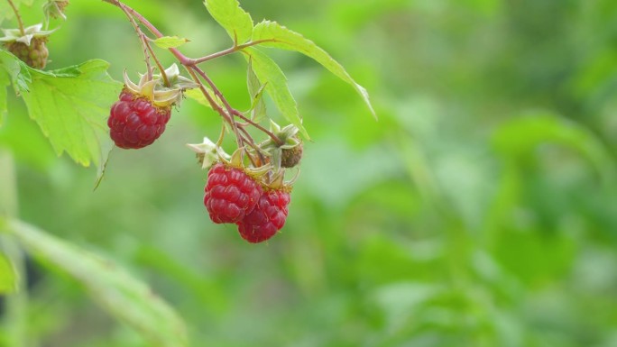 夏日里，成熟的树莓长在树枝上。树莓在灌木上歌唱。贝瑞收成。树莓的好处