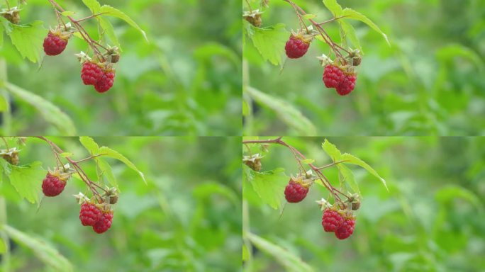 夏日里，成熟的树莓长在树枝上。树莓在灌木上歌唱。贝瑞收成。树莓的好处