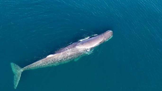 野生鲸鱼