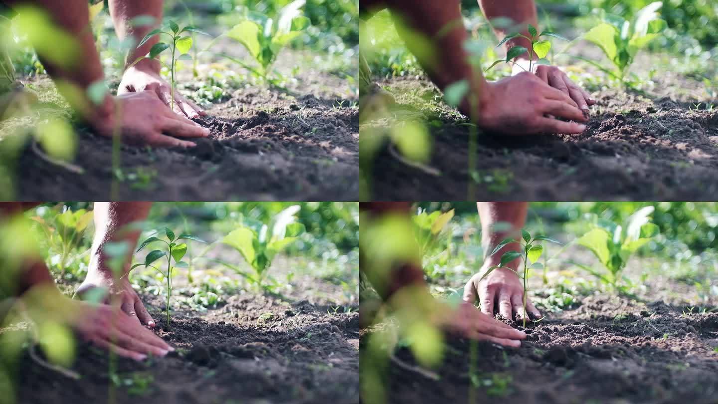 画面左上方中央的两只手正在向新鲜的土壤中播种幼苗