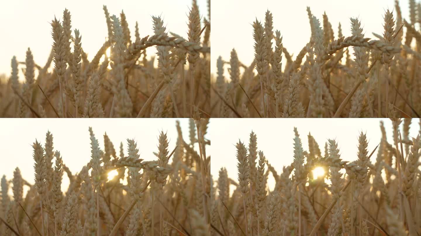 日落时微风吹着麦穗。乡村金色的麦田近景