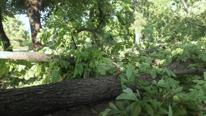 一棵大树被大风刮倒了。一些树枝已经被剪掉了