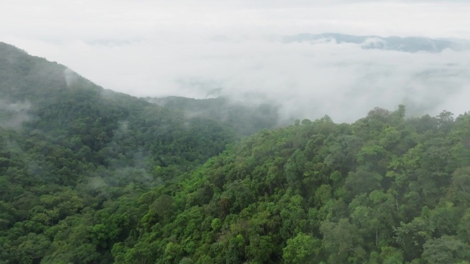 这是一张在雾蒙蒙的森林上空飞行的照片