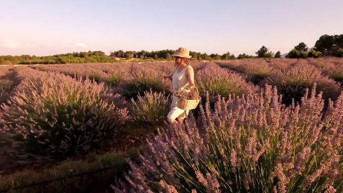 穿着白色连衣裙的美丽女人走在紫色的薰衣草花丛中