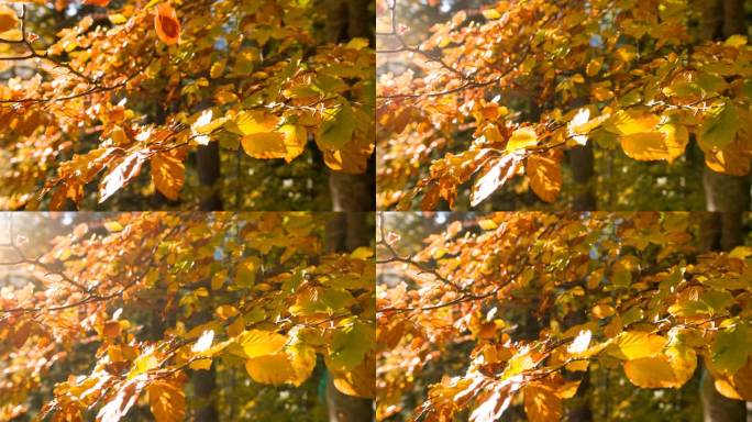 五颜六色的树在秋天落叶