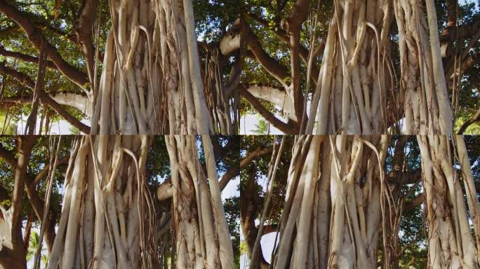 夏威夷一个阳光明媚的下午，威基基海滩上的老榕树