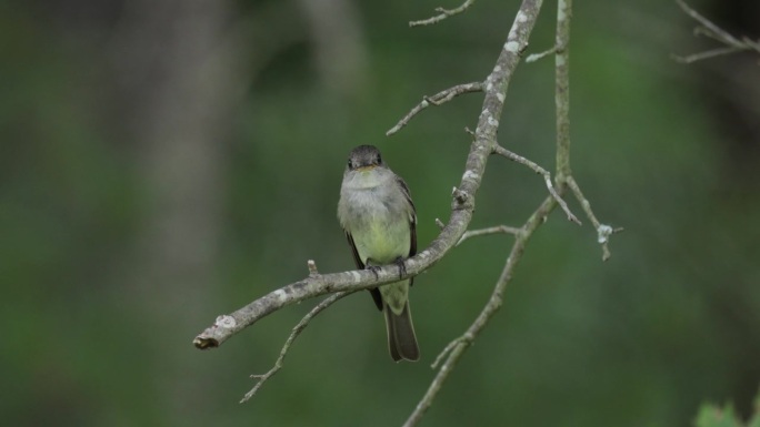 Eastern Wood-Pewee，华盛顿特区