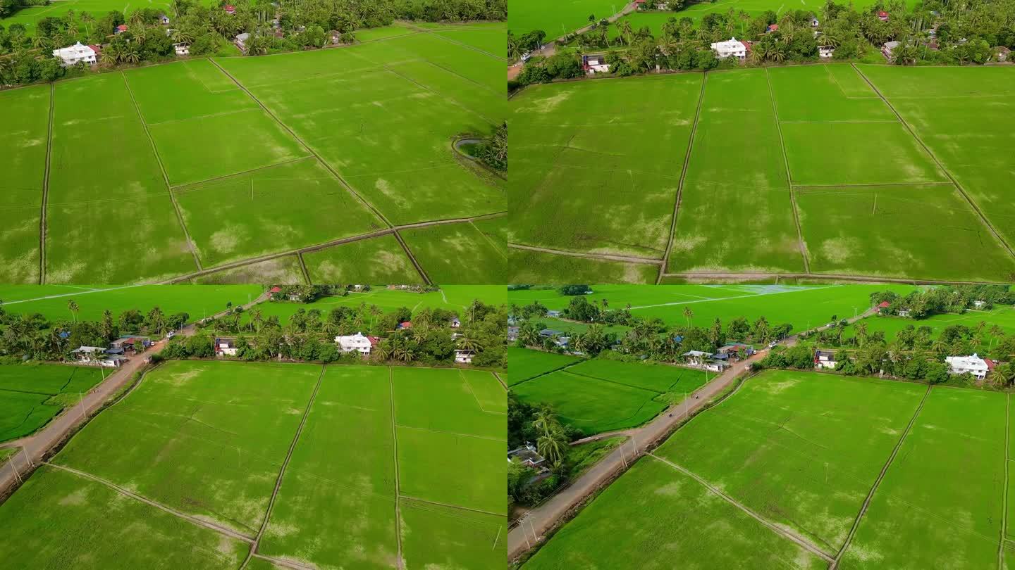 喀拉拉邦的稻田。