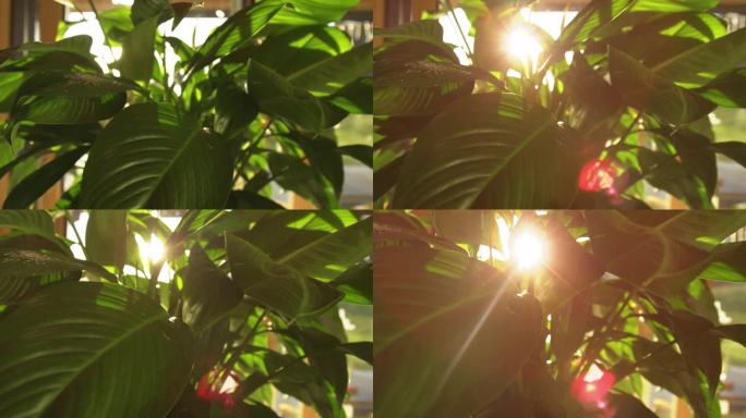 镜头光晕，DOF:傍晚的阳光透过盆栽和平百合茂盛的叶子窥视